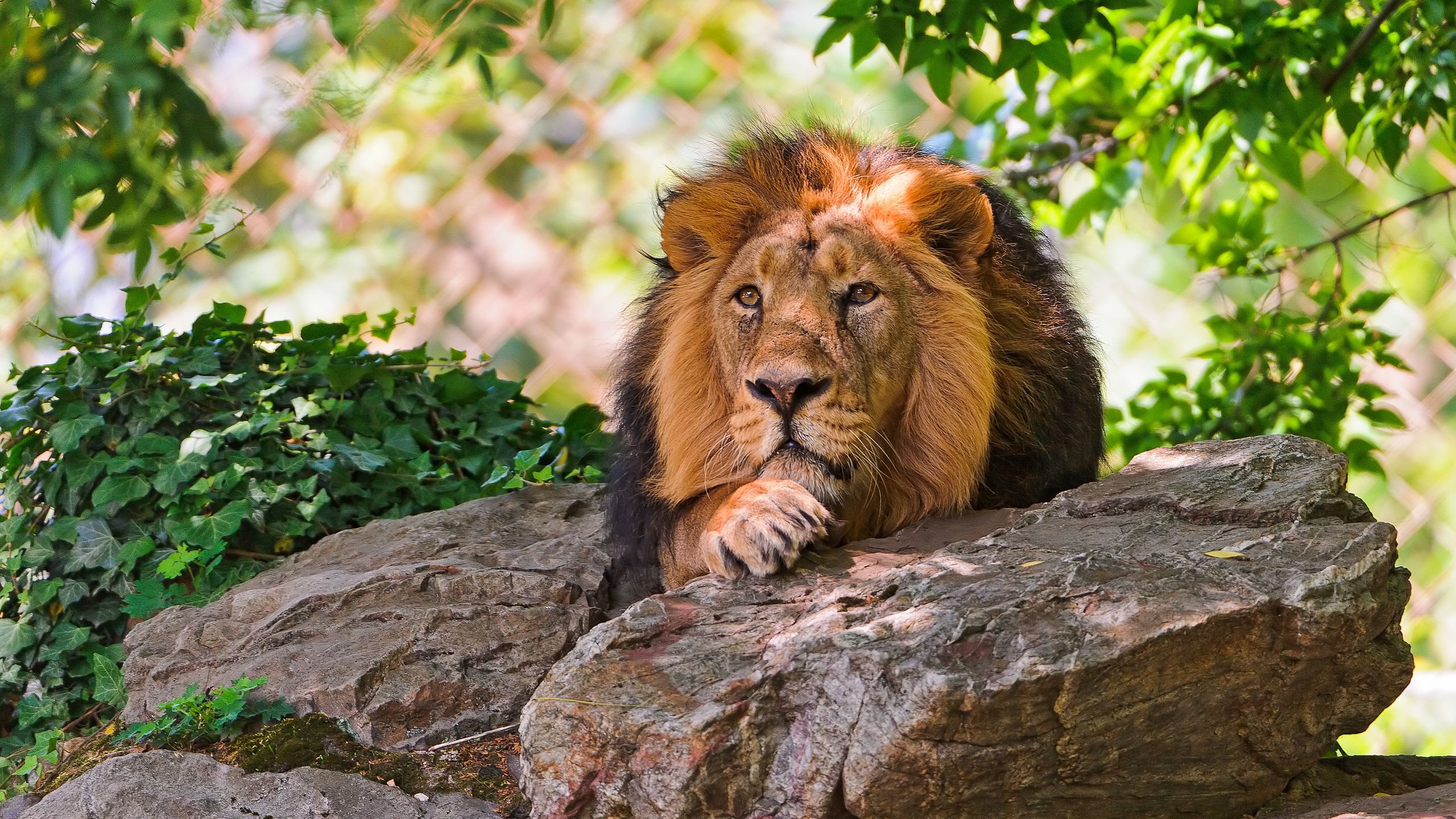 lion, King Wallpaper