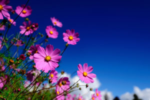 flowers, Kosmeya, Macro, Sky, Blurred