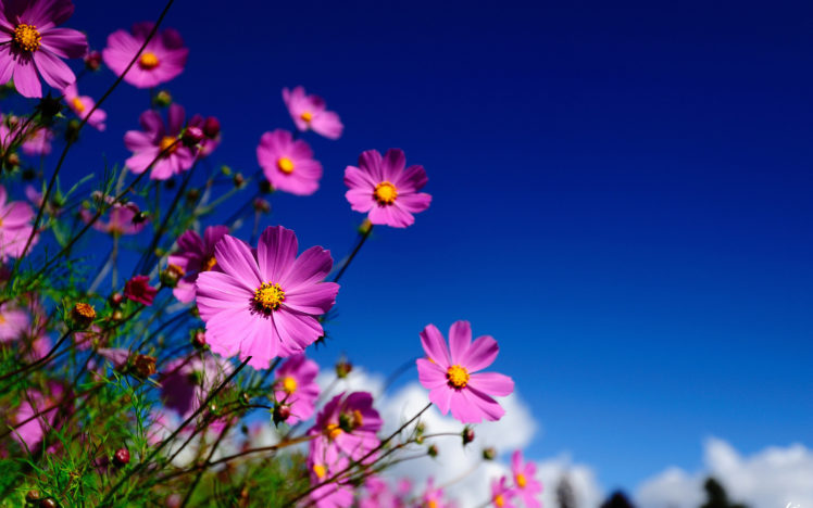flowers, Kosmeya, Macro, Sky, Blurred HD Wallpaper Desktop Background