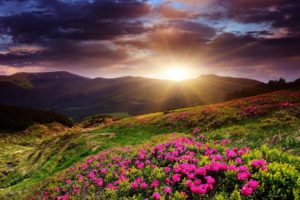 sunset, Mountains, Flowers, Landscape