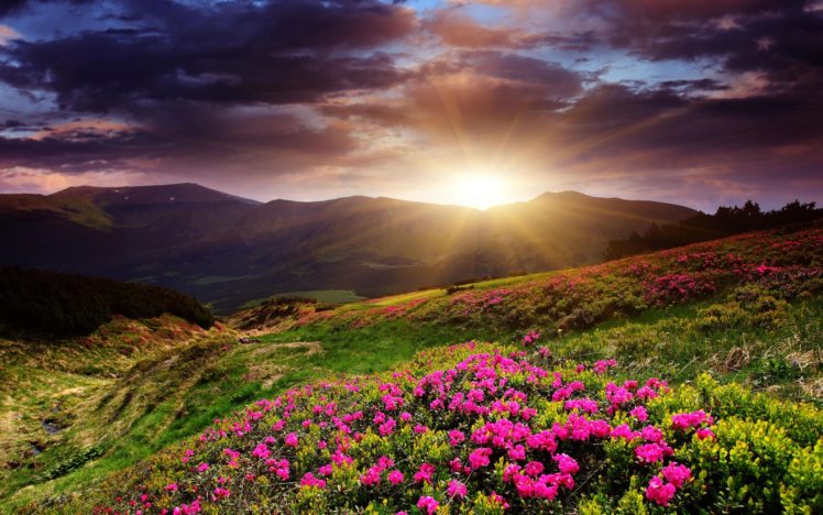 sunset, Mountains, Flowers, Landscape HD Wallpaper Desktop Background