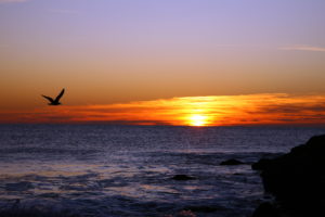 sunset, Sea, Seagull, Landscape, Birds