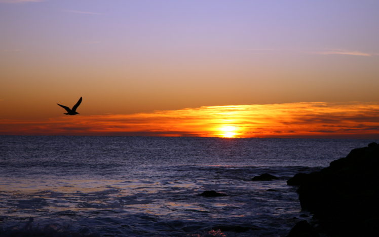 sunset, Sea, Seagull, Landscape, Birds HD Wallpaper Desktop Background