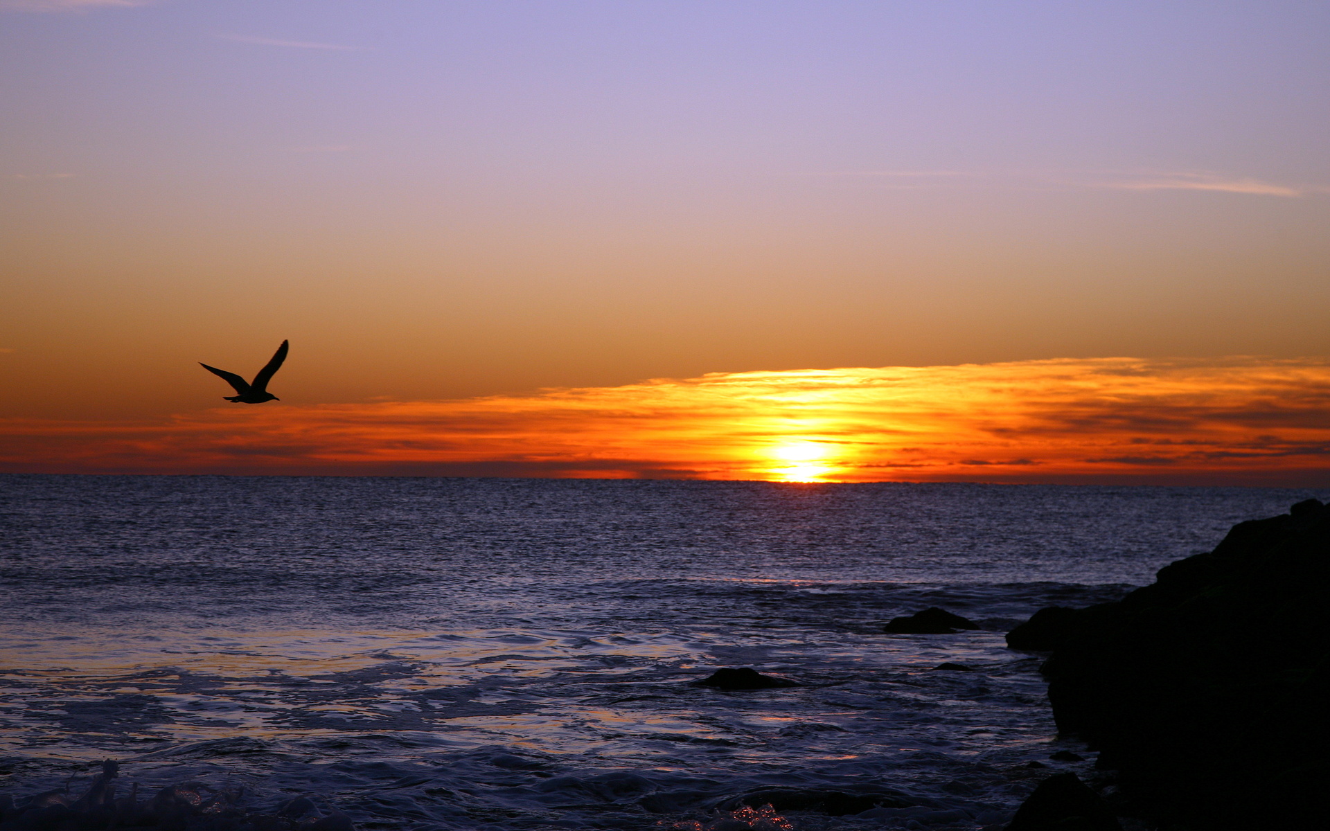 sunset, Sea, Seagull, Landscape, Birds Wallpaper