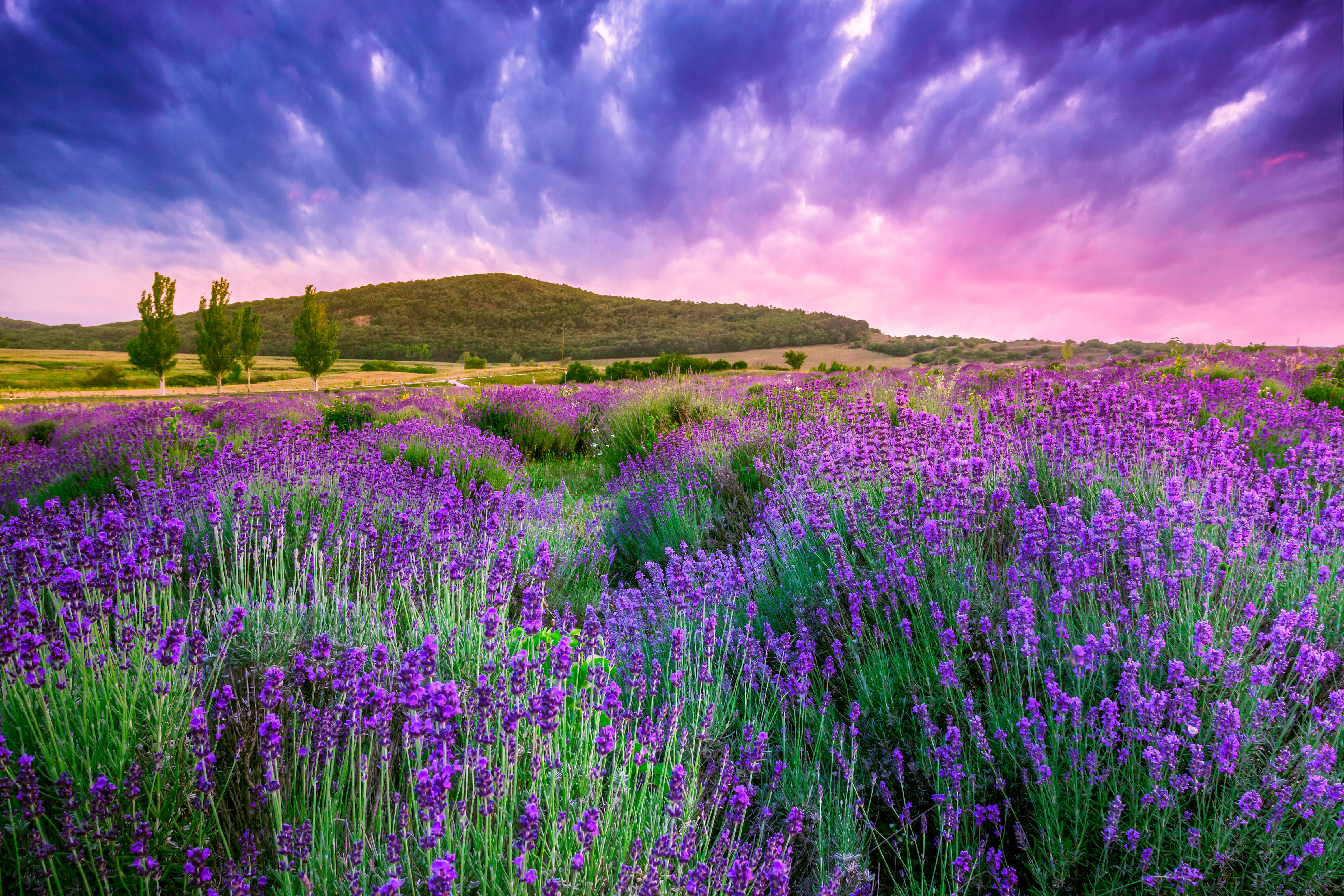flowers, Lavender, Sunrise, Landscape Wallpaper