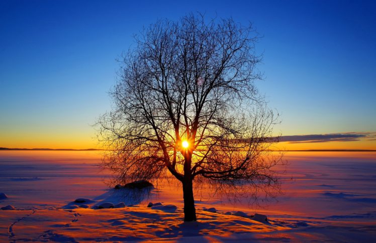 nature, Sky, Sun, Winter, Sunset, Tree, Snow HD Wallpaper Desktop Background