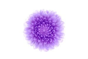 white, Background, Purple, Flower