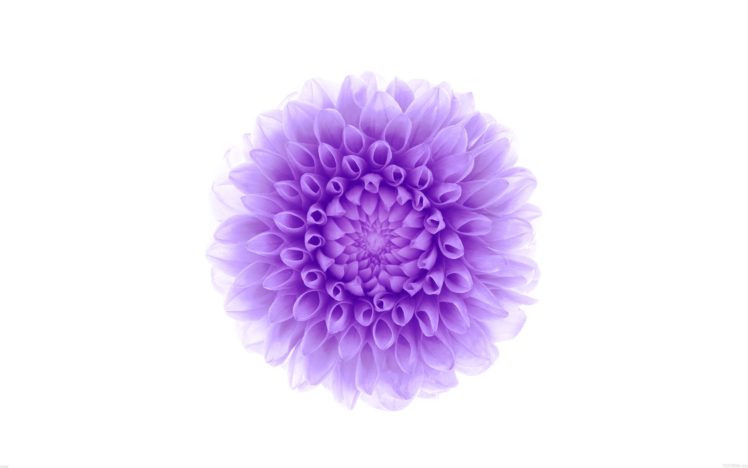 white, Background, Purple, Flower HD Wallpaper Desktop Background