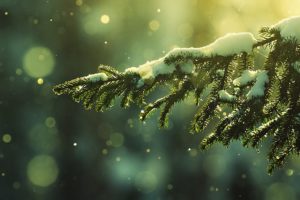 pine, Tree, Green, Nature, Beautiful, Snow, Winter