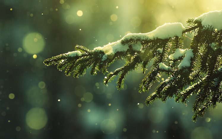 pine, Tree, Green, Nature, Beautiful, Snow, Winter HD Wallpaper Desktop Background