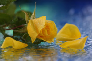 yellow, Flower, Water, Drops, Rose