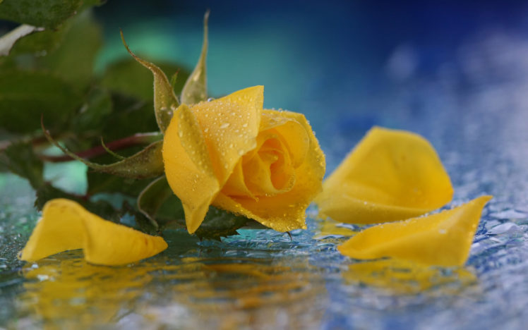 yellow, Flower, Water, Drops, Rose HD Wallpaper Desktop Background
