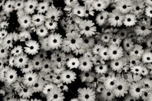 black, And, White, Flowers