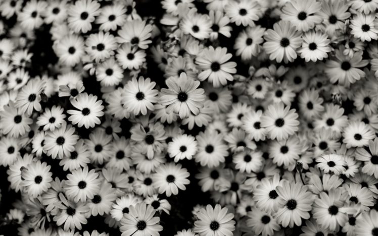black, And, White, Flowers HD Wallpaper Desktop Background