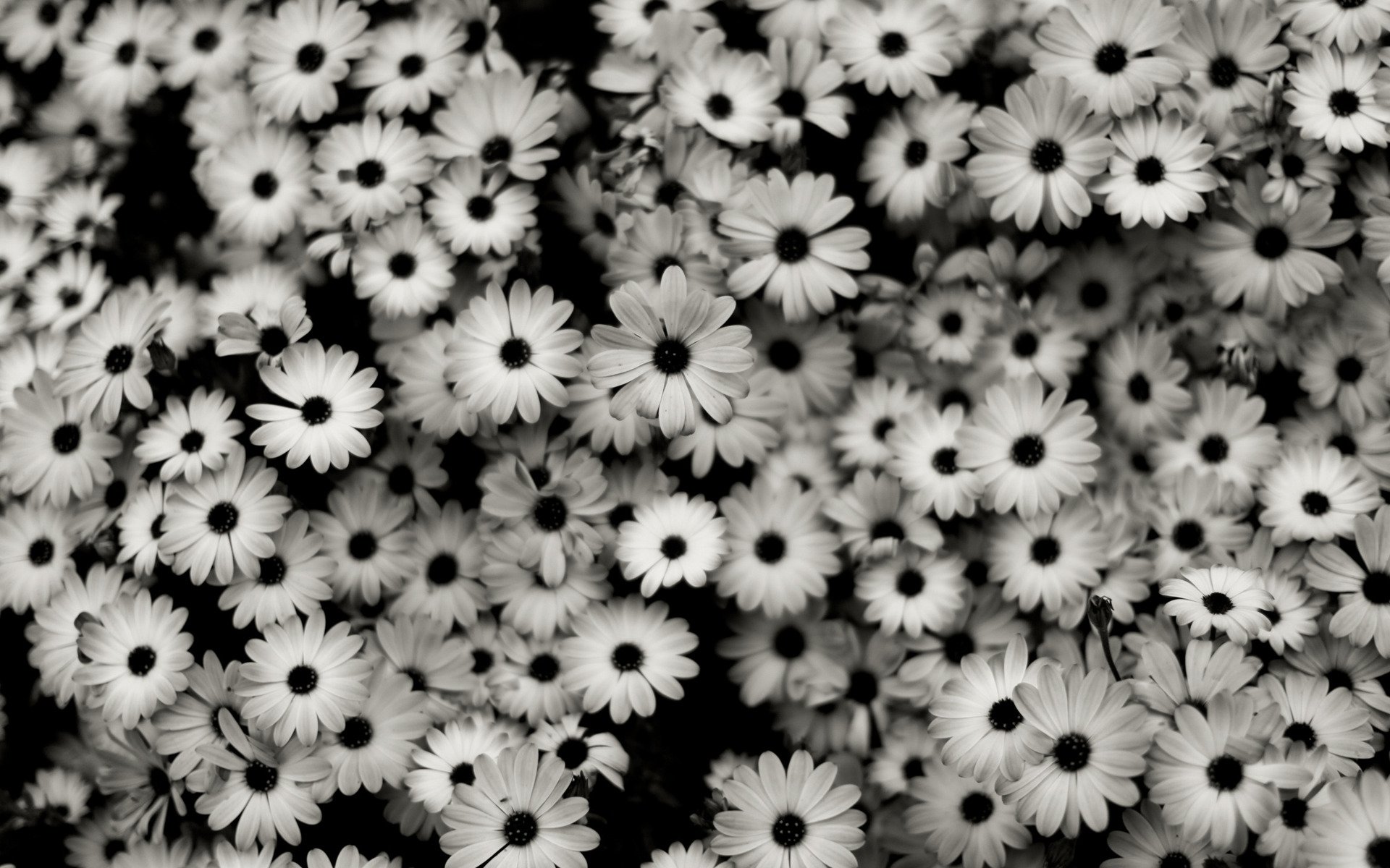 black, And, White, Flowers Wallpaper