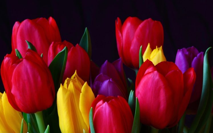 tulips, Flowers HD Wallpaper Desktop Background