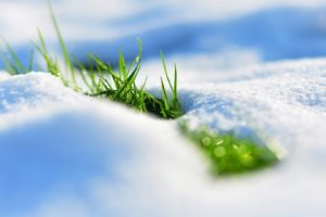 winter, Snow, Grass, Macro