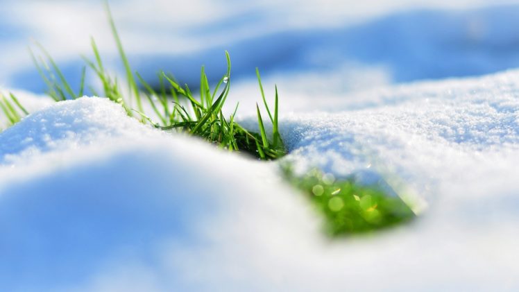 winter, Snow, Grass, Macro HD Wallpaper Desktop Background