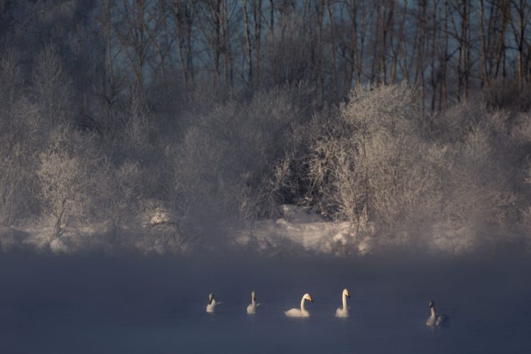 frost, Lake, Couples, Swans, Flock, Winter, Fog, Autumn, Swan, Mood HD Wallpaper Desktop Background