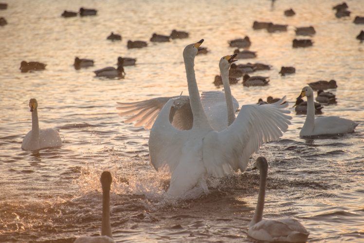 morning, Dawn, Lake, Swans, Splash, Swan, Mood, Sunrise HD Wallpaper Desktop Background