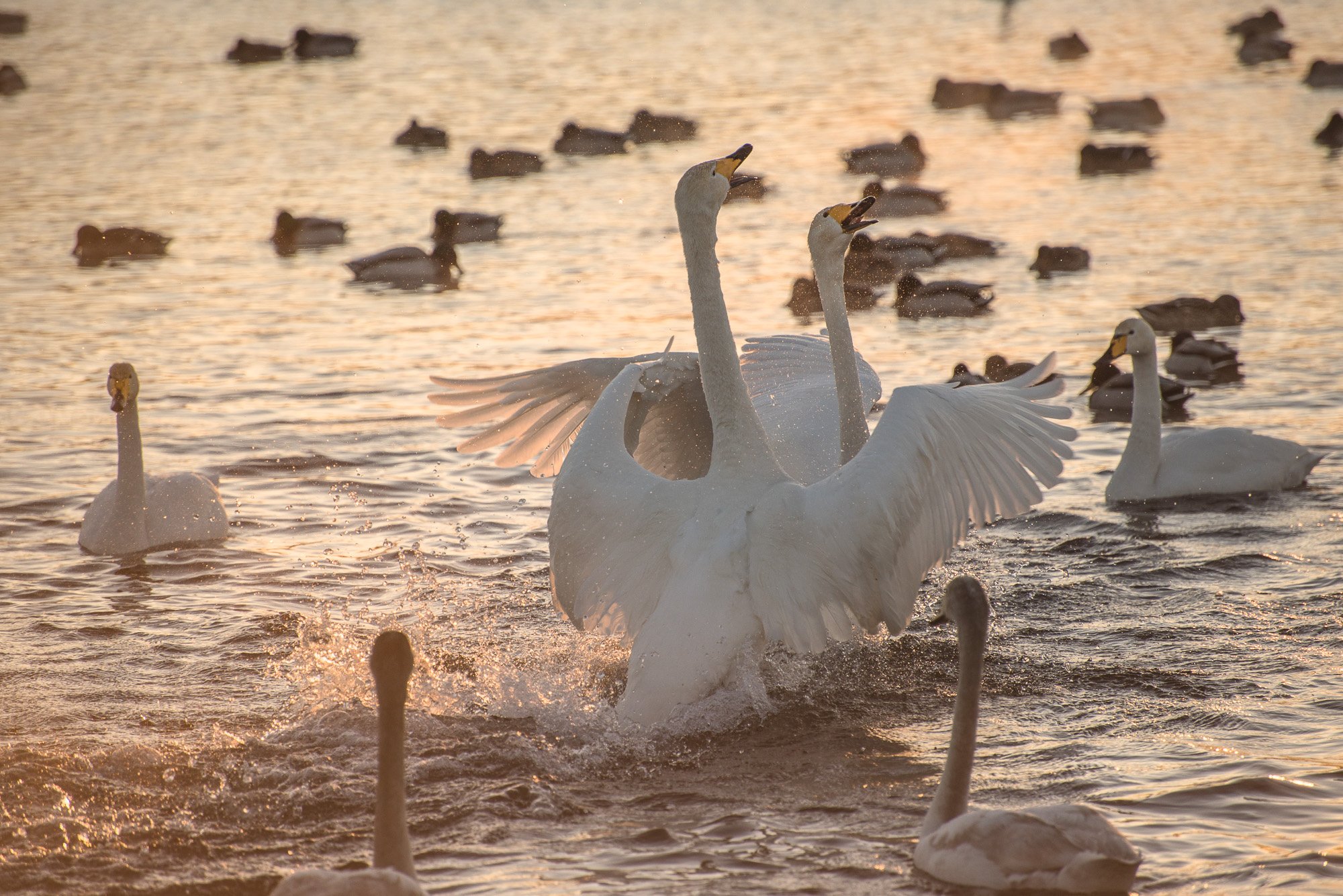 morning, Dawn, Lake, Swans, Splash, Swan, Mood, Sunrise Wallpaper