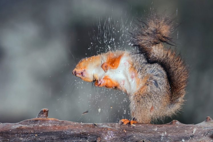 squirrel, Drops, Forest, Water HD Wallpaper Desktop Background