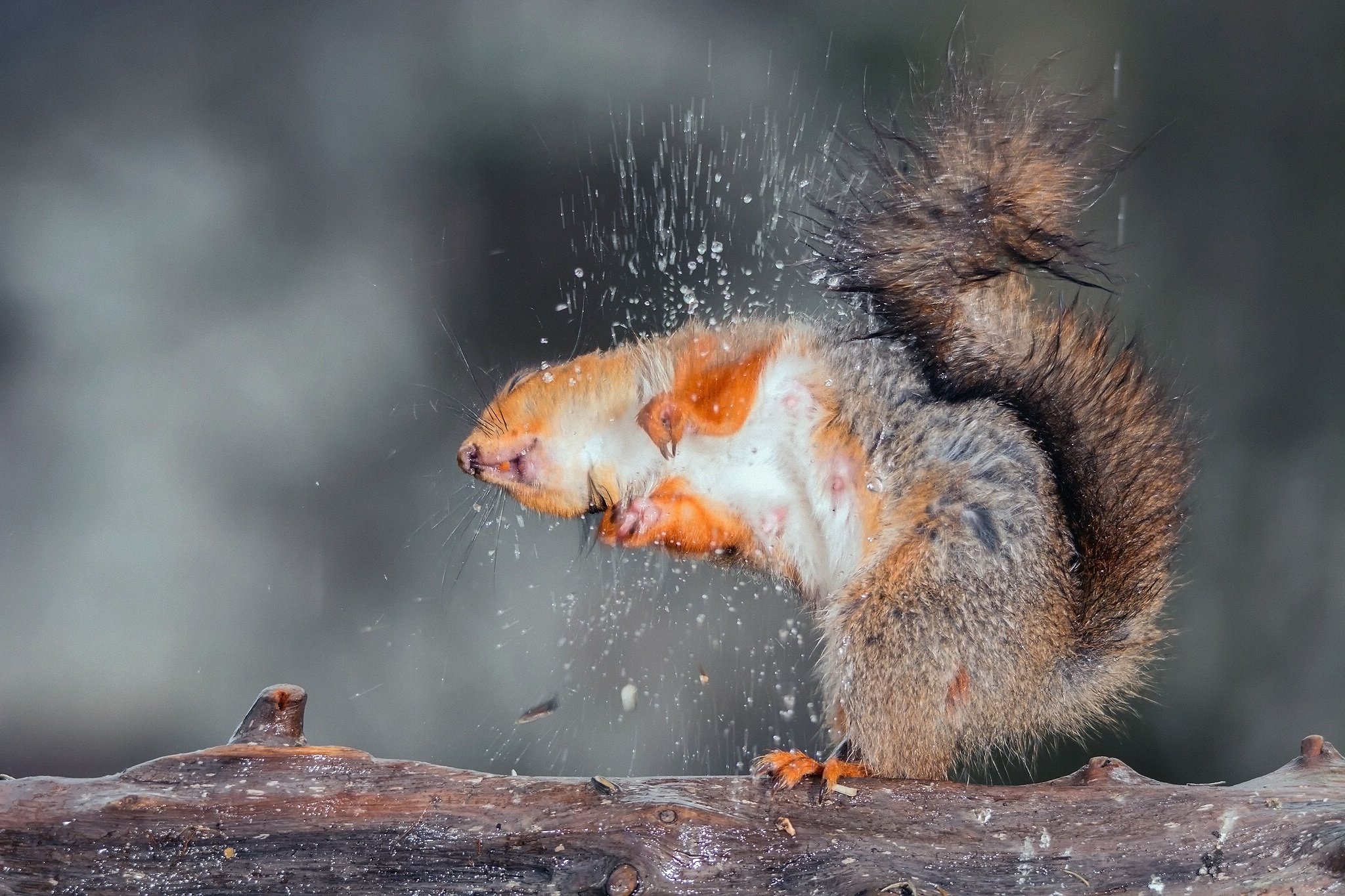 squirrel, Drops, Forest, Water Wallpaper
