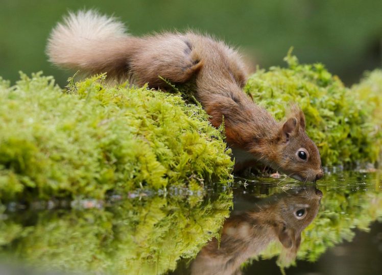water, Reflection, Moss, Squirrel, Reflection, Lake, Pond, Forest HD Wallpaper Desktop Background