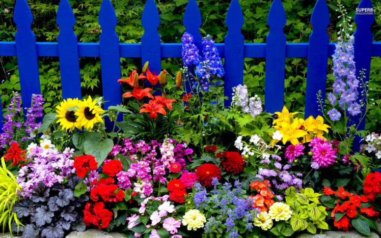 summer, Flowers HD Wallpaper Desktop Background