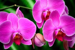 macro, Pink, Flower, Flowers, Orchid