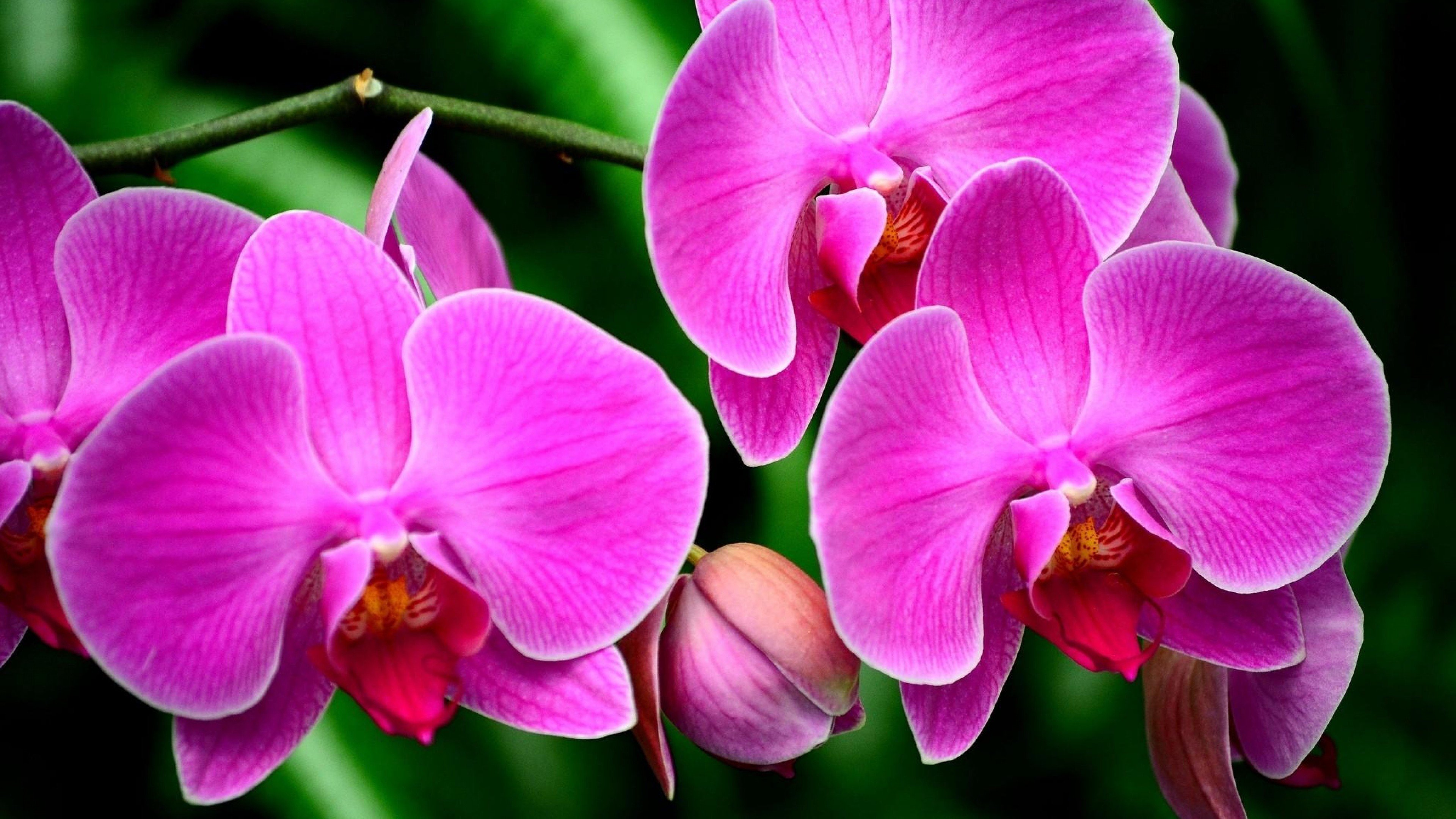 macro, Pink, Flower, Flowers, Orchid Wallpaper