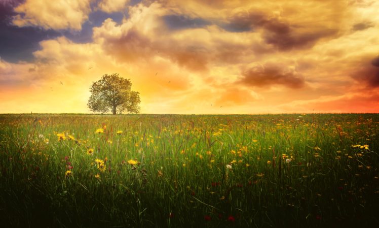 lonely, Tree, Landscape, Evening, Cloud, Flower, Meadow, Spring, Nature, Tree HD Wallpaper Desktop Background
