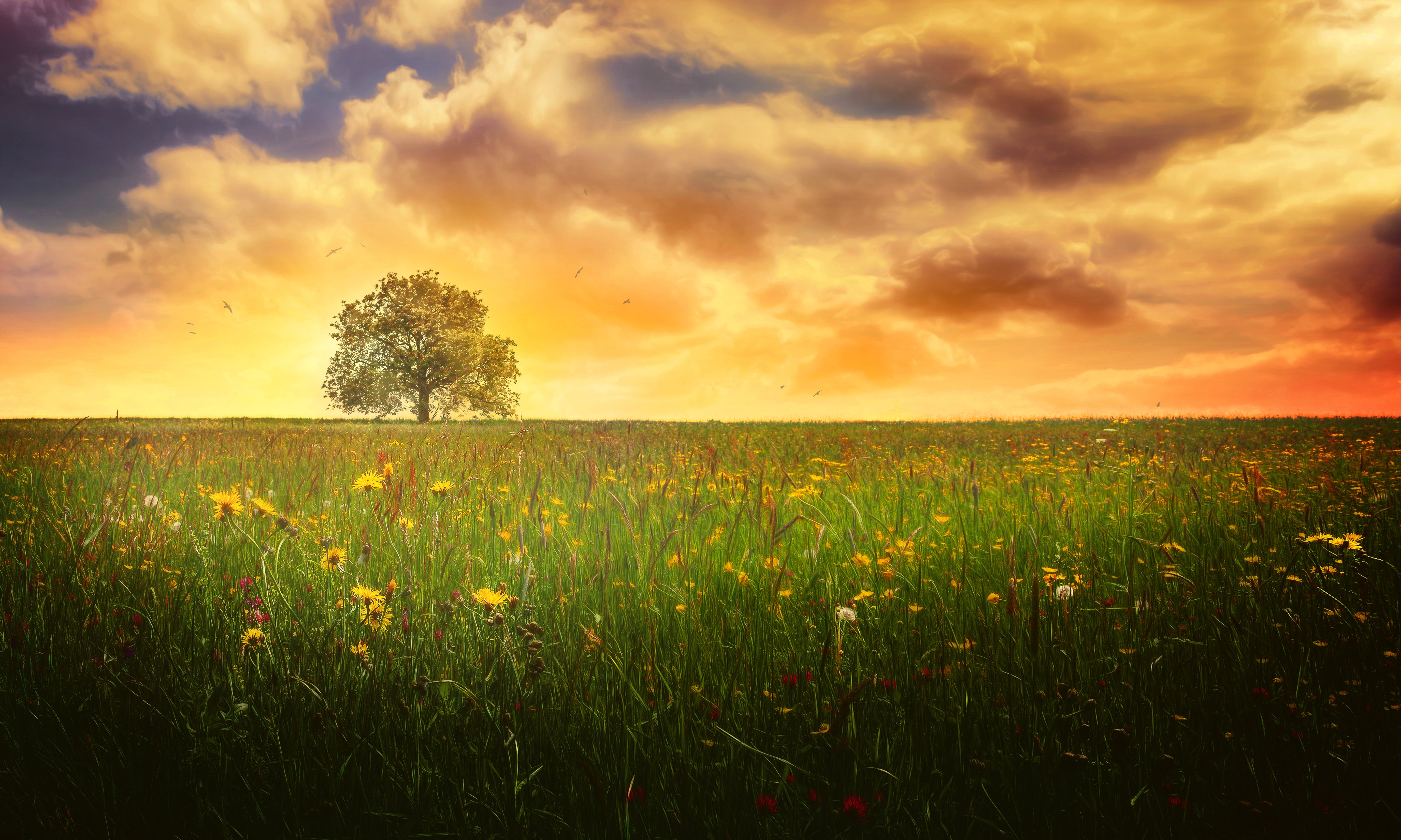 lonely, Tree, Landscape, Evening, Cloud, Flower, Meadow, Spring, Nature, Tree Wallpaper
