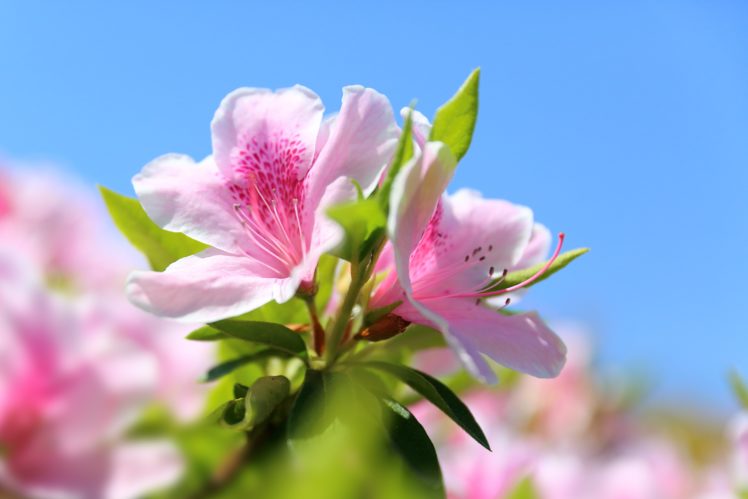 spring, Bloom, Petal, Macro, Flower, Azalea HD Wallpaper Desktop Background