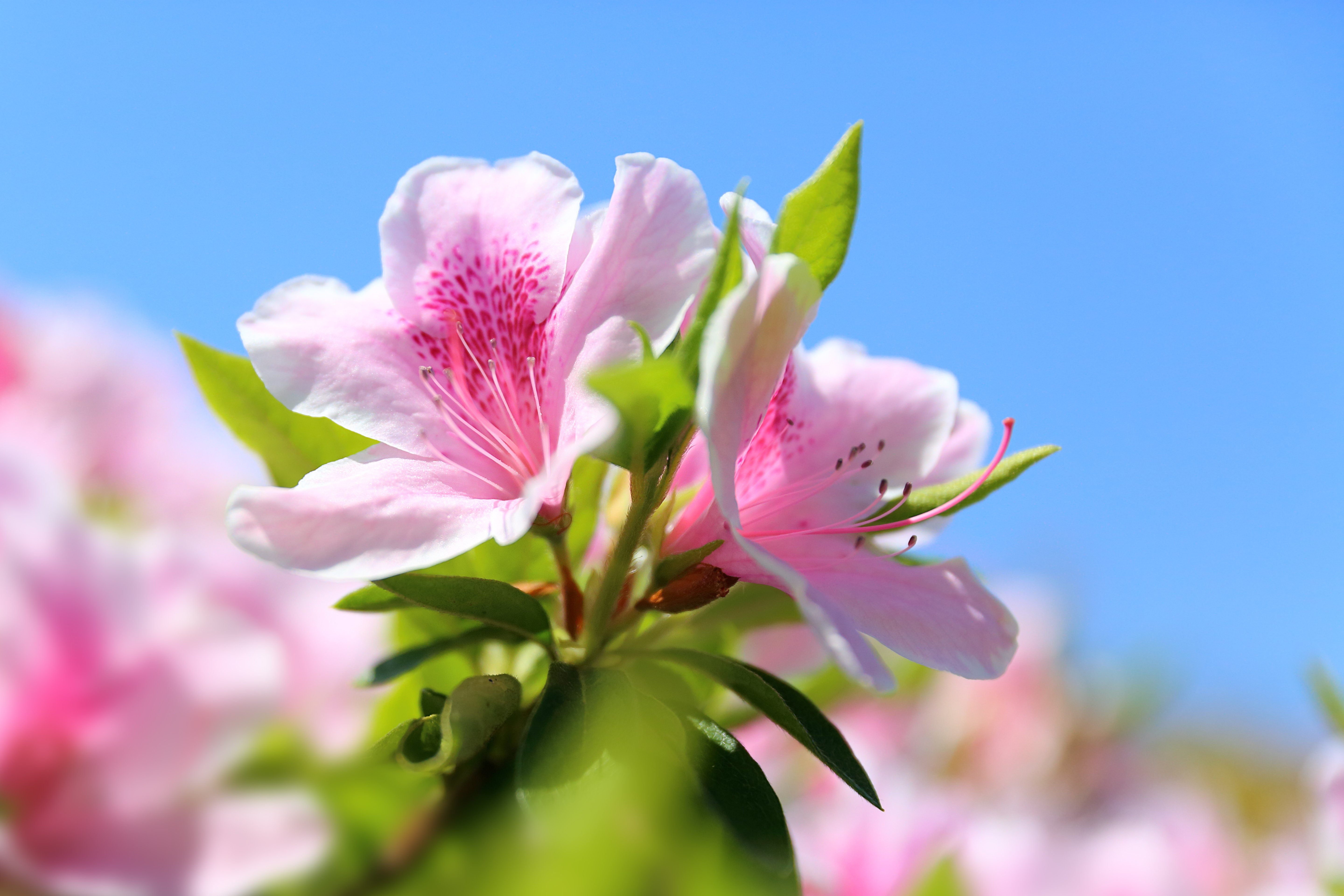 spring, Bloom, Petal, Macro, Flower, Azalea Wallpaper