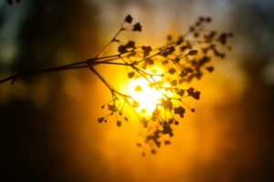 bokeh, Blur, Sunset, Sun, Plant, Nature