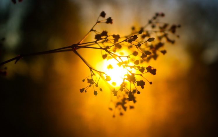 bokeh, Blur, Sunset, Sun, Plant, Nature HD Wallpaper Desktop Background