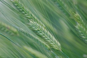 spike, Nature, Field, Summer, Macro, Wheat