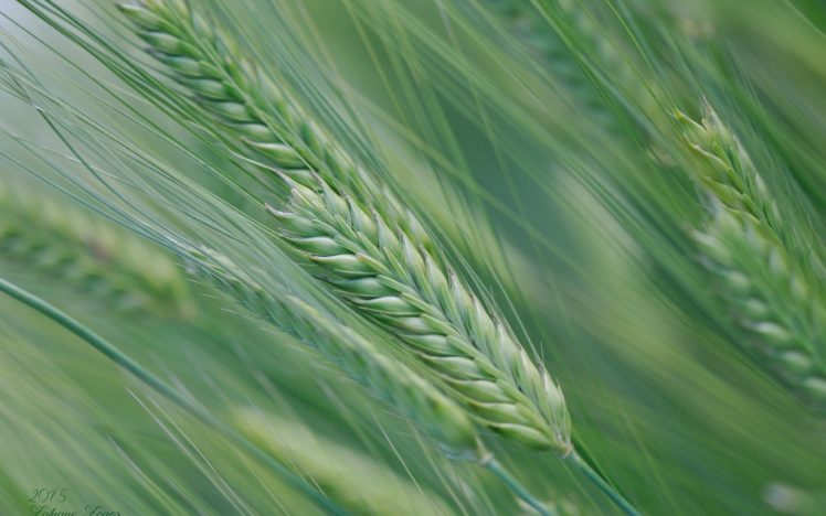 spike, Nature, Field, Summer, Macro, Wheat HD Wallpaper Desktop Background