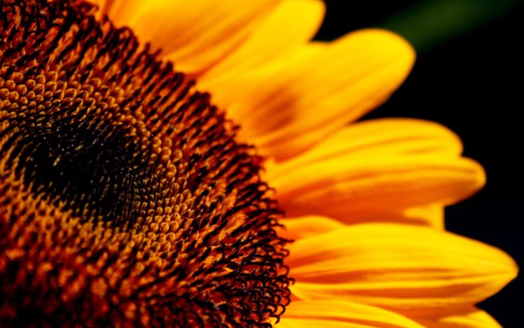 flower, Sunflowers, Sunflower, Macro, Bokeh HD Wallpaper Desktop Background
