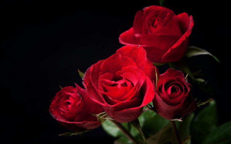 red, Flower, Rose, Nature, Flower, Red, Rose HD Wallpaper Desktop Background