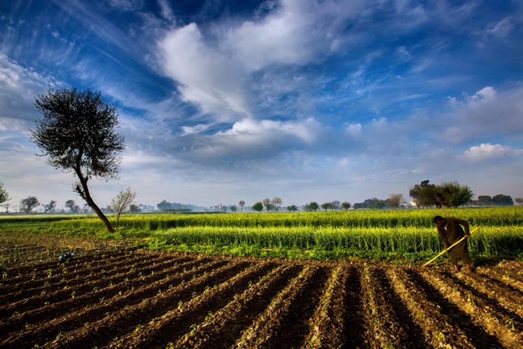 agriculture, Farm, Landscape, Nature, Sky, Countryside, Pakistan, Field, People HD Wallpaper Desktop Background