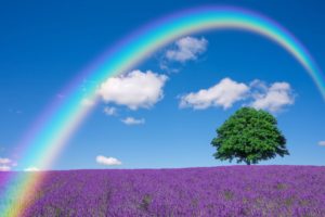 lavender, Nature, Tree, Lonely, Tree, Field, Rainbow