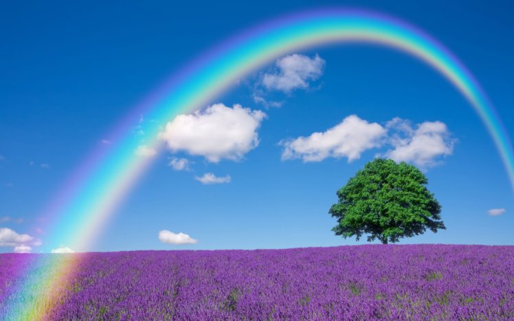 lavender, Nature, Tree, Lonely, Tree, Field, Rainbow HD Wallpaper Desktop Background