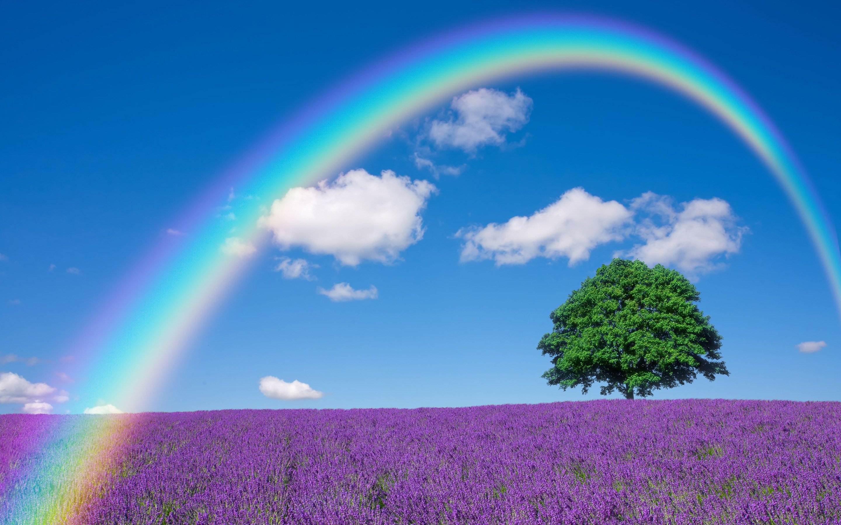 lavender, Nature, Tree, Lonely, Tree, Field, Rainbow Wallpaper