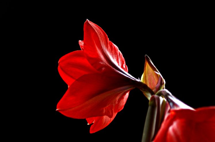 macro, Petal, Bud, Flower, Amaryllis HD Wallpaper Desktop Background