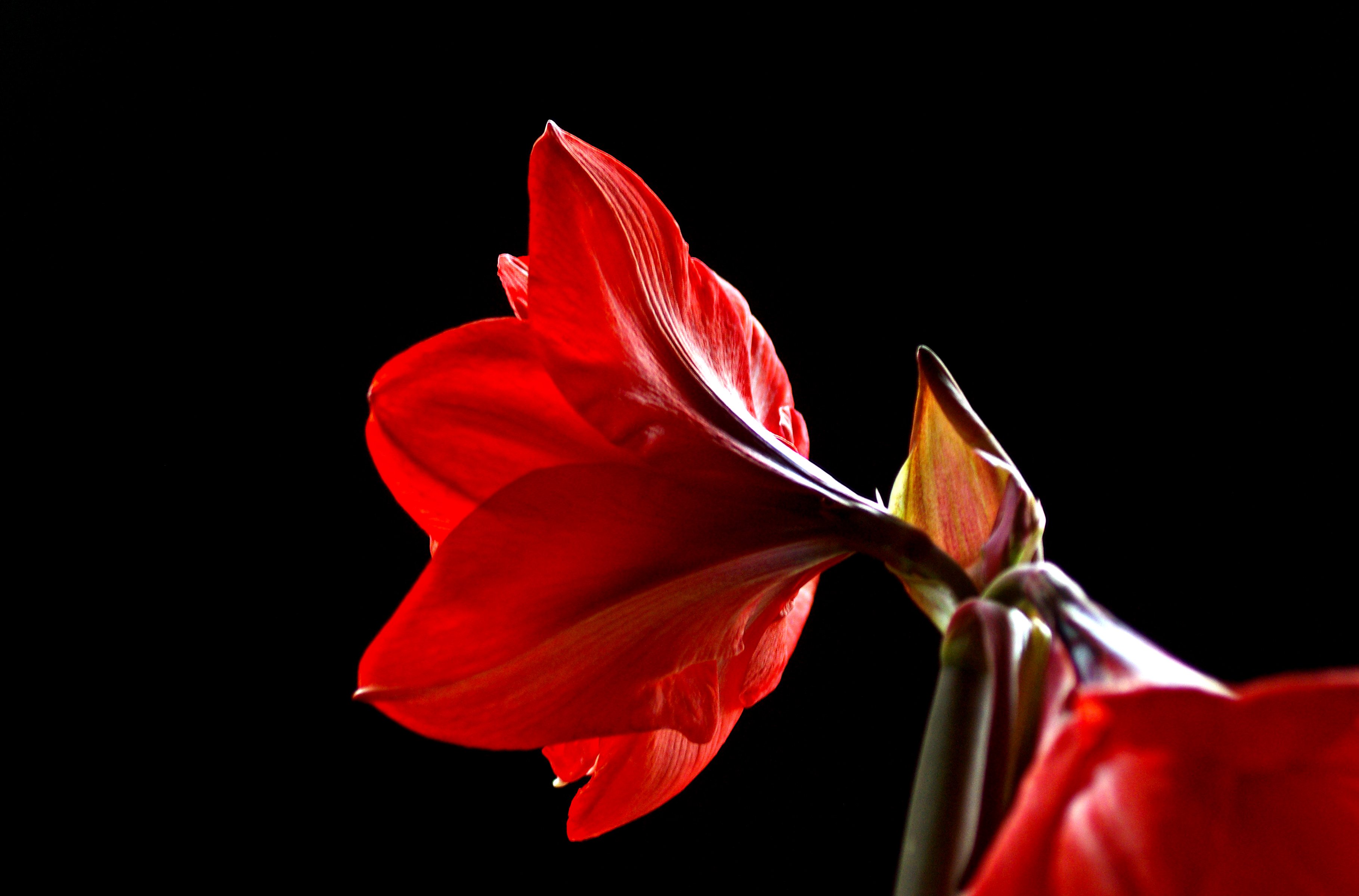 macro, Petal, Bud, Flower, Amaryllis Wallpaper