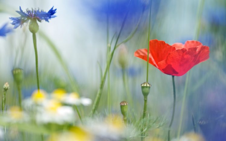 poppy, Daisies, Cornflowers, Field, Field, Flowers, Close up, Blurred, Macro HD Wallpaper Desktop Background