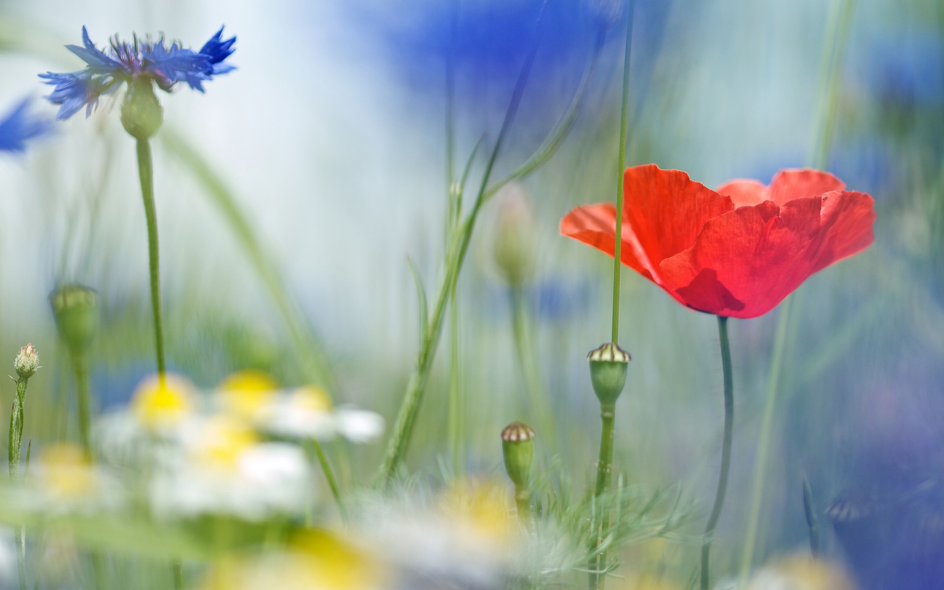 poppy, Daisies, Cornflowers, Field, Field, Flowers, Close up, Blurred, Macro Wallpaper