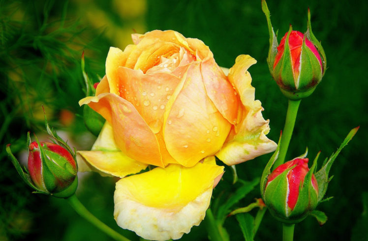 roses, Yellow, Drops, Flower, Buds, Flowers HD Wallpaper Desktop Background